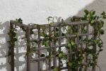 NARDI Sipario Eco Wall Planter Detail with Creeper Plant
